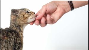 Kucing Gue 50 Juta Rupiah Bagi Yang Bisa Memberikan Informasi Mengenai Pelaku Pembakar Seekor Anak Kucing