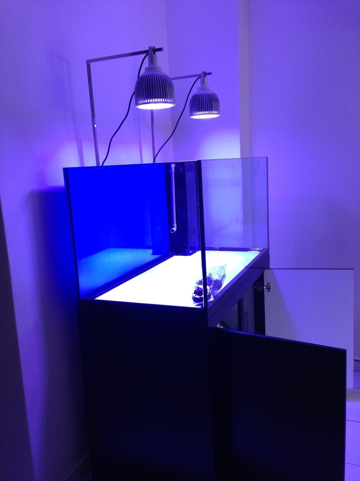 LED Aquarium Lighting Blog Orphek IMPRESSIVE MONTI GROWTH WITH