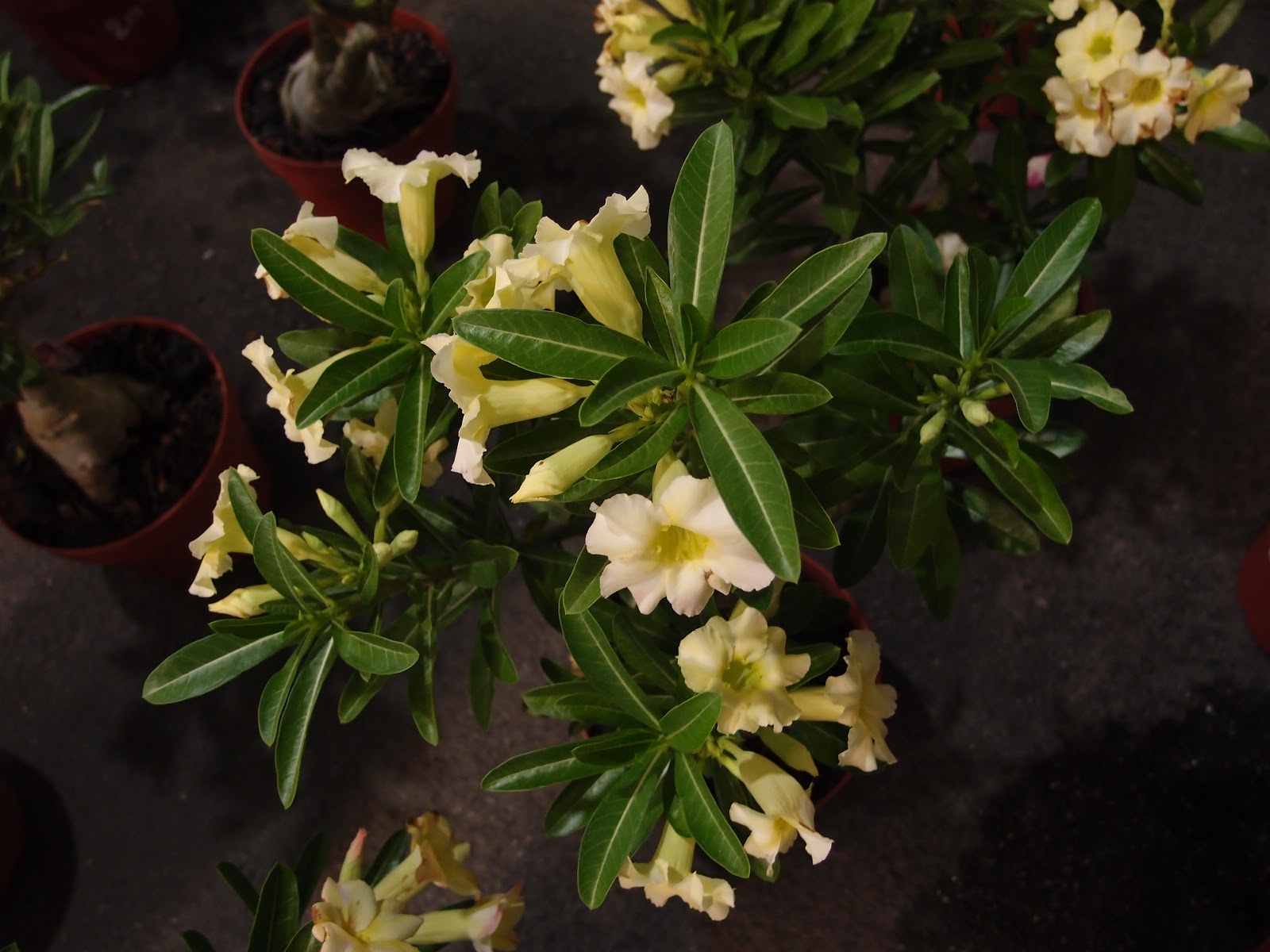 Xing Fu DIFFERENT TYPES OF PROSPERITY FLOWERS