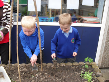 planting our peas and beans