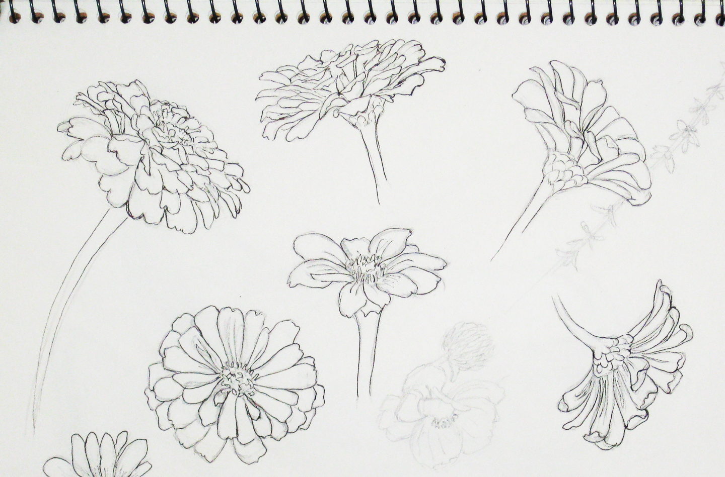 B. J. Adams Small Art Work: Procreate App and drawing zinnias