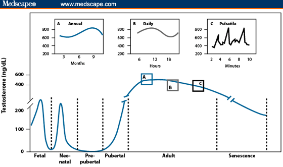 Estradiol Levels In Men