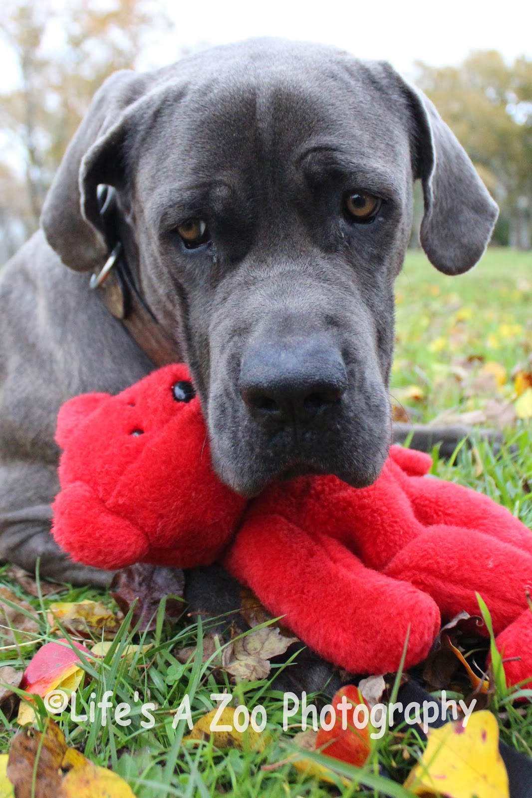 Displaying 15> Images For - Weimaraner Mastiff Mix Puppies... Displaying 15> Images For - Weimaraner Mastiff Mix Puppies...