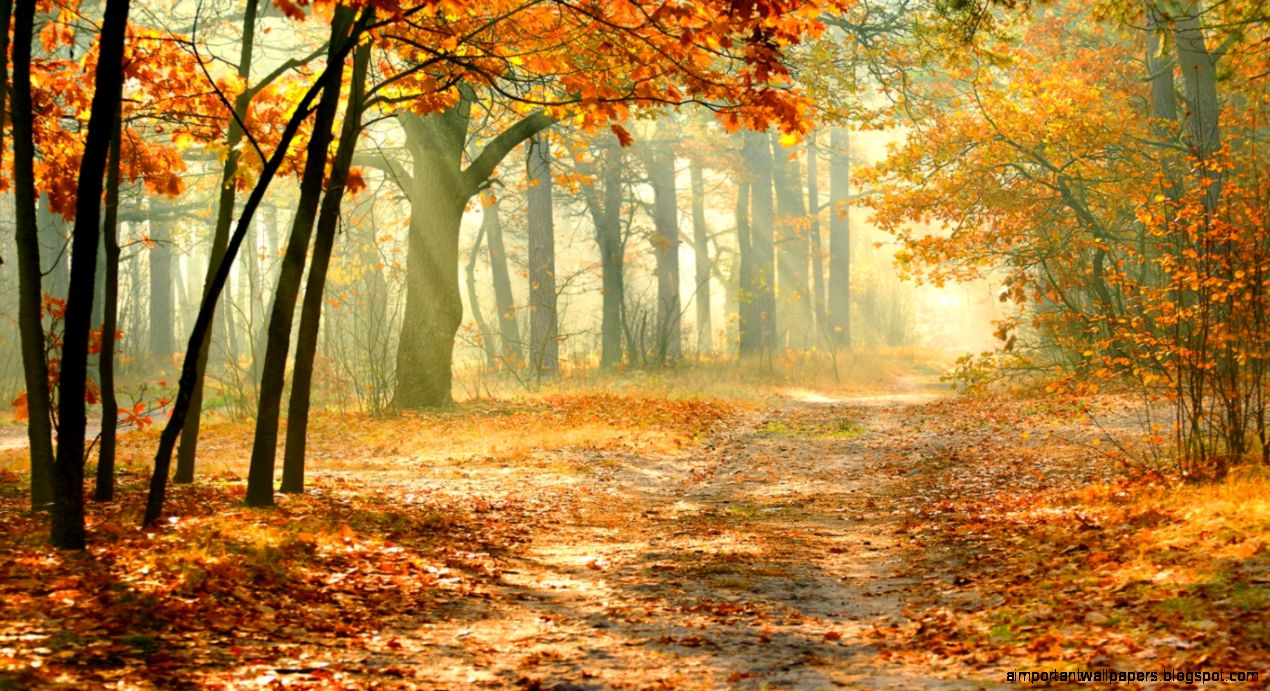 1366x768 Nature autumn forest Wallpaper 1366x768 Nature autumn forest Wallpaper
