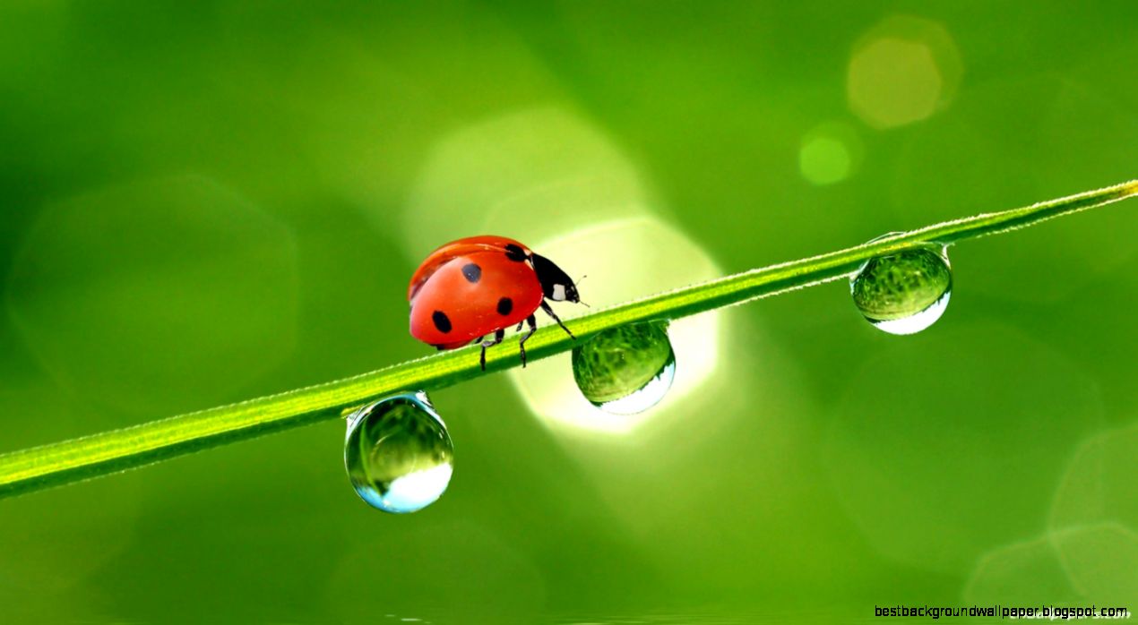 ers Wide wallpapers e HD wallpapers Ladybird wallpapers ers Wide wallpapers e HD wallpapers Ladybird wallpapers
