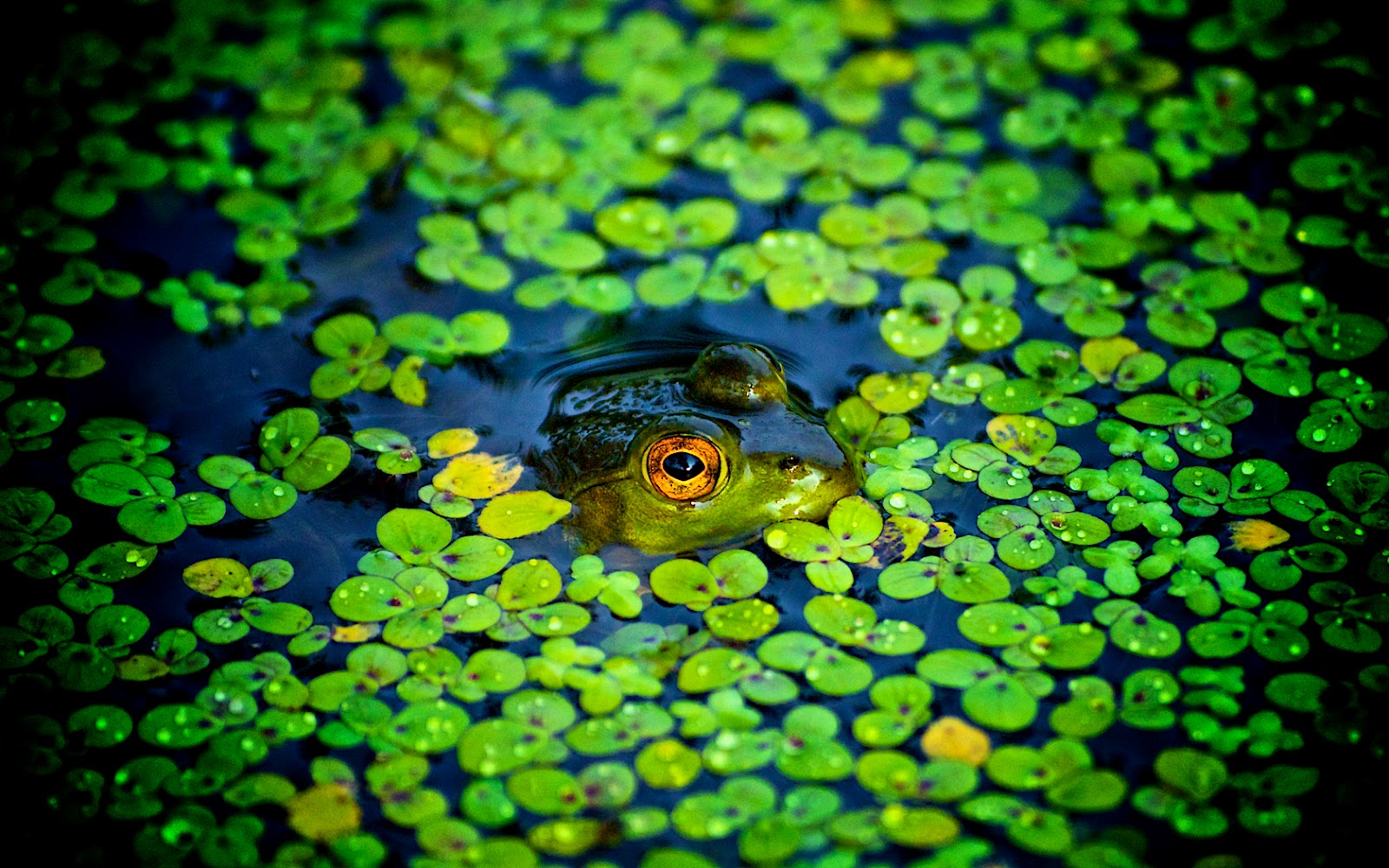 Frog Wallpapers - Funny Animals