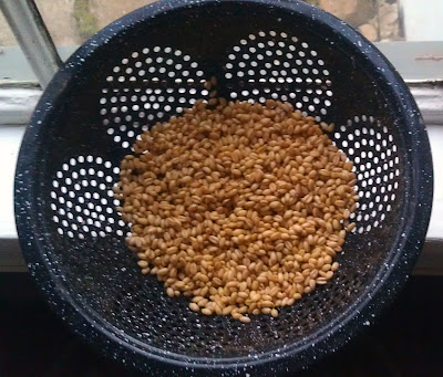 Sprouting wheat berries