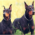 Lista de nombres para perros doberman macho y hembra