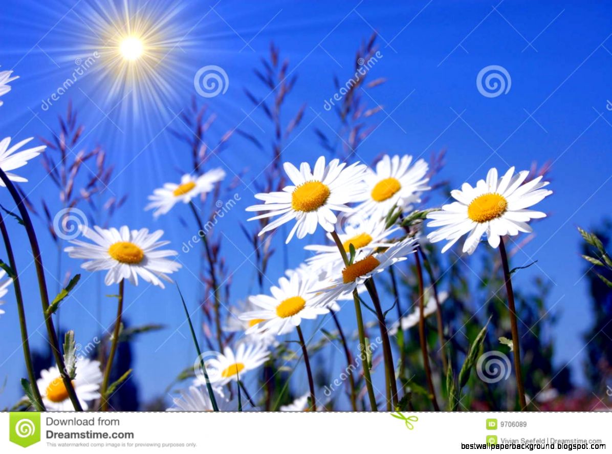 Field Of Daisies Royalty Free Stock Images Image 9706089 Field Of Daisies Royalty Free Stock Images Image 9706089