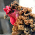El Ave exótica con plumas que parecen pelo.