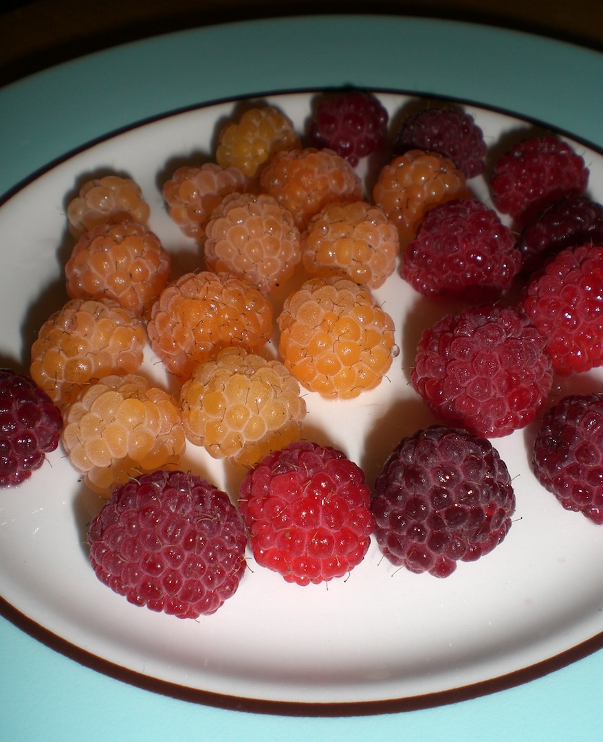 .09 Acres Everbearing Raspberries