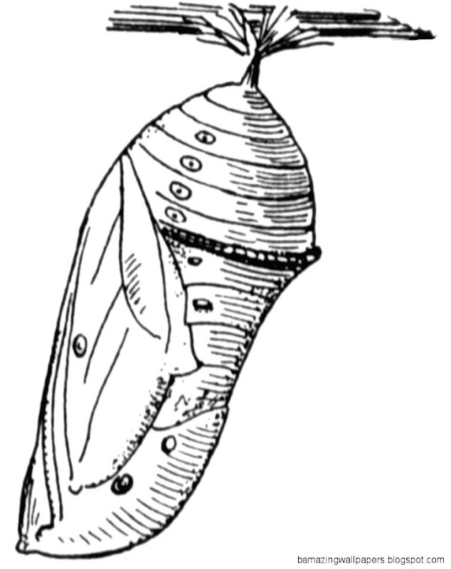 Monarch Butterfly Coloring Page Monarch butterfly coloring page Monarch Butterfly Coloring Page Monarch butterfly coloring page