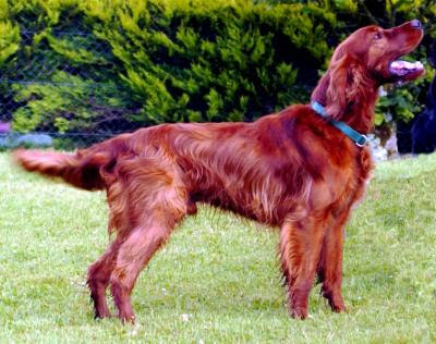 Irish-Setter Dog Pictures Dog Photos