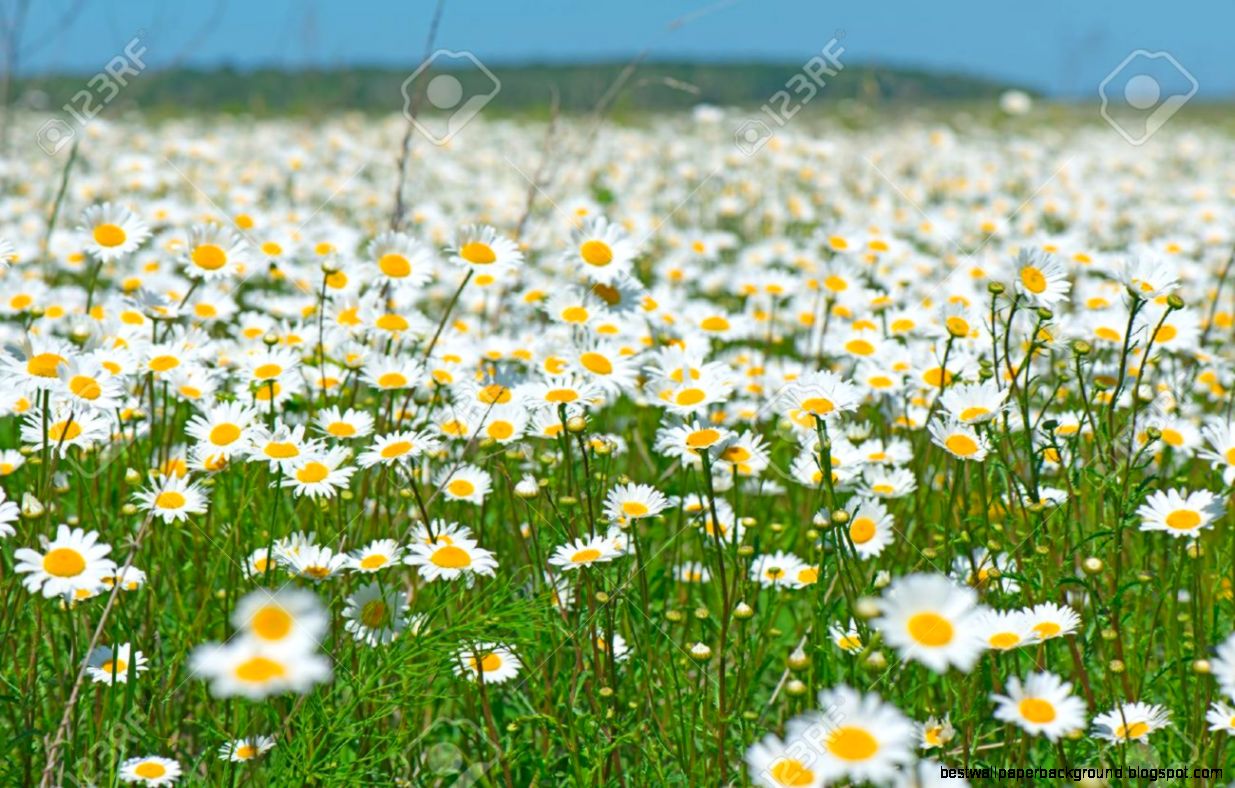 Beautiful Field Of Daisies Stock Photo Picture And Royalty Free Beautiful Field Of Daisies Stock Photo Picture And Royalty Free