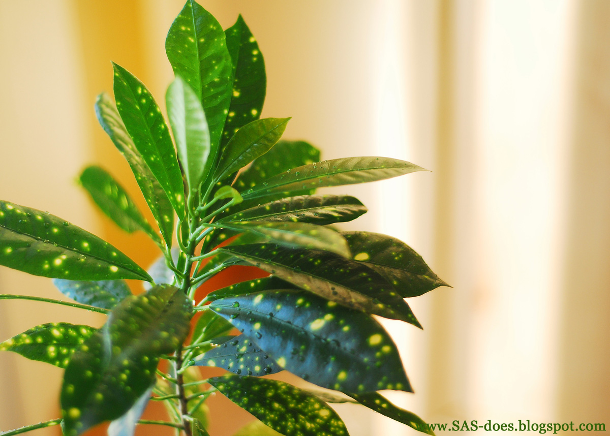 Cleaning house plants SAS does Cleaning house plants