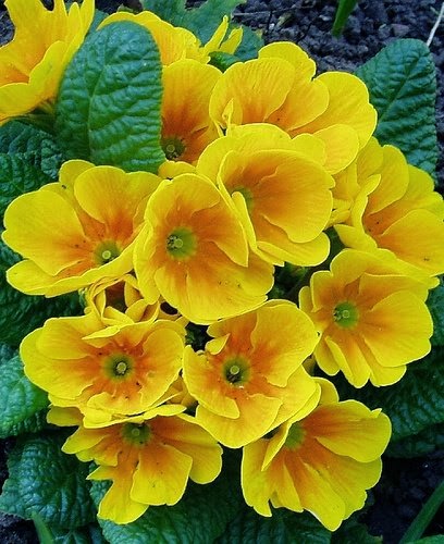 primrose