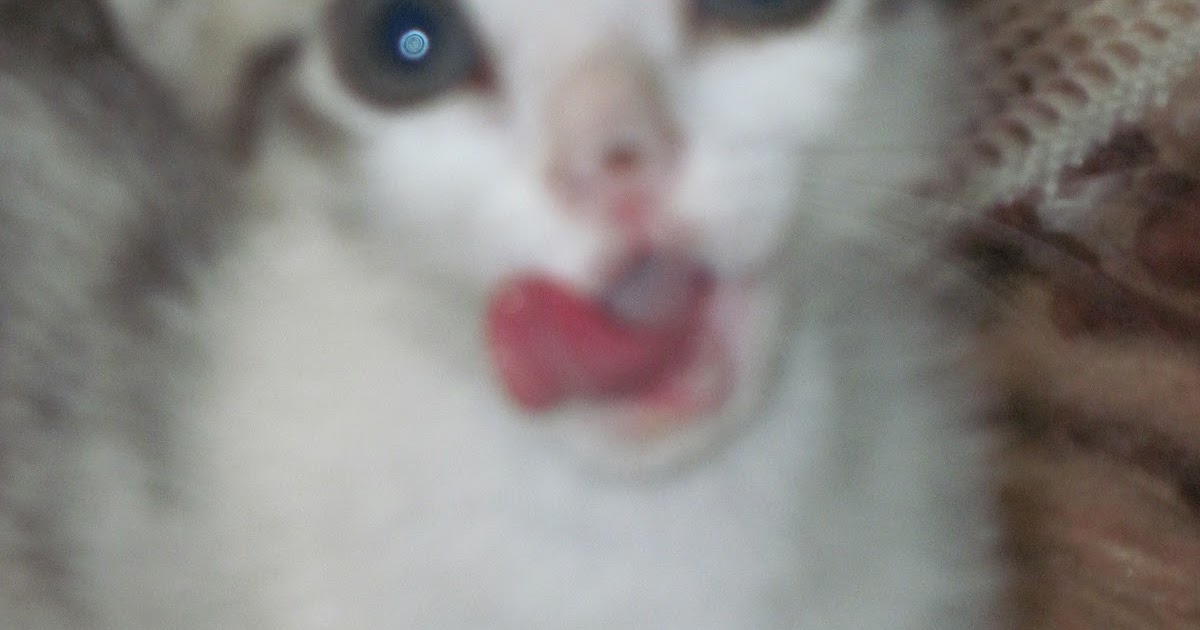 dokuz canlı kedi Ateş Kaptan