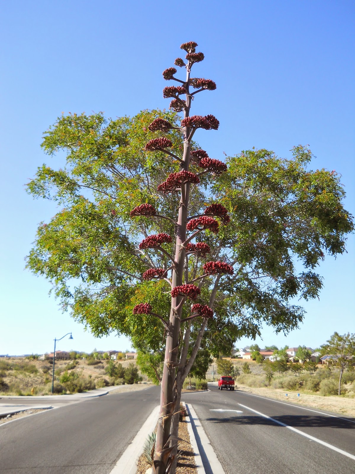 Oddball Observations THE MIGHTY CENTURY PLANT PART TWO