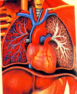 Heart/Lungs Interactive