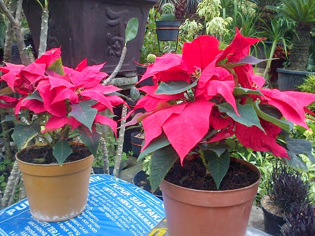 Jual Pohon Kastuba Tanaman Hias Jual Tanaman Hias Murah Tukang Taman Tukang Kolam Minimalis Jual Rumput Jepang