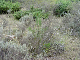 Mad Hatter: PINOS, ESPINOS, CATEDRALES Y PROCESIONES