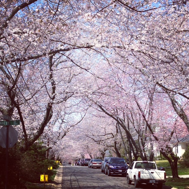 It's My MoCo More signs of Spring Cherry Blossoms in Montgomery