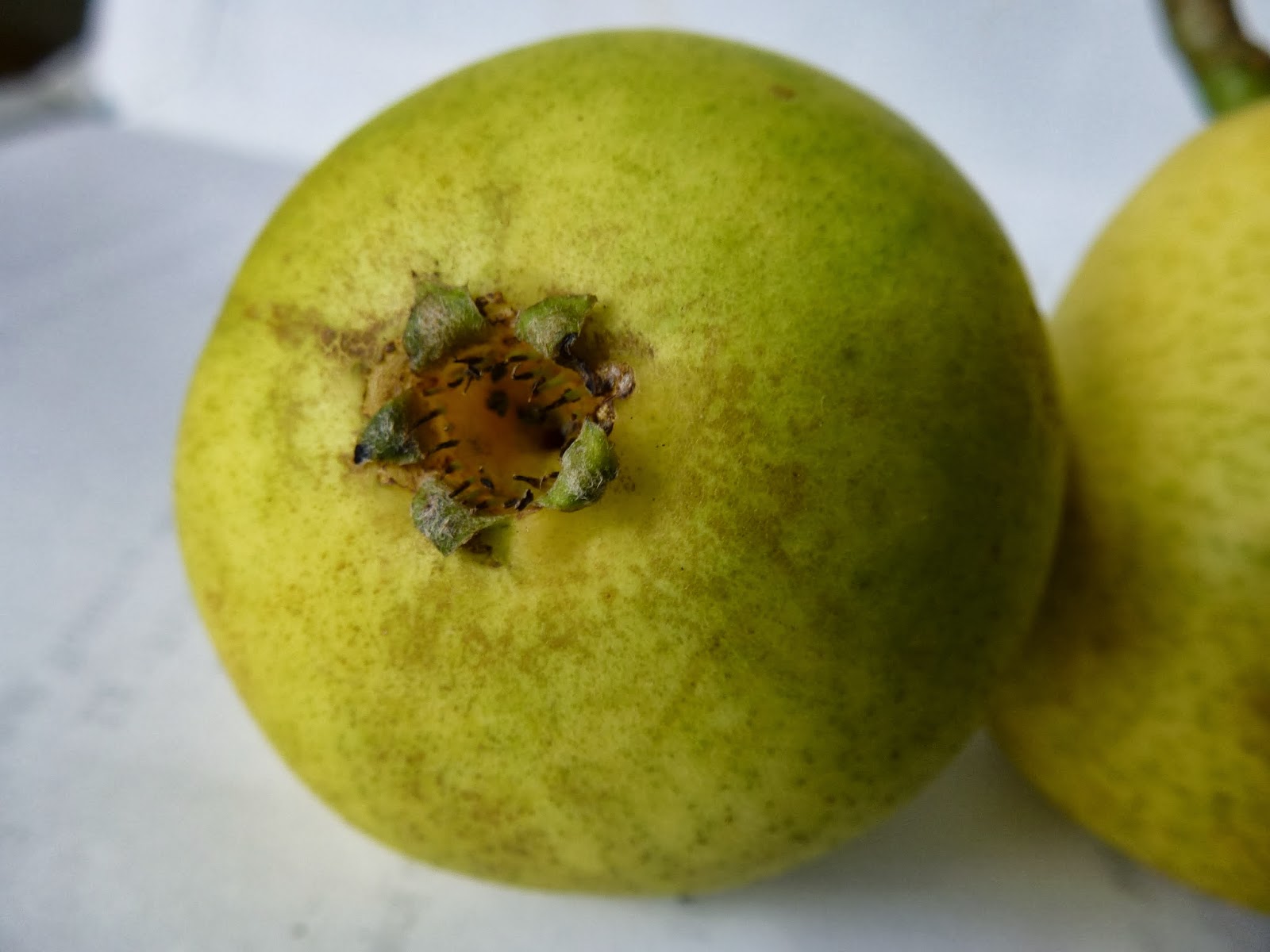 Heritage Apples and Pears Preliminary Pear Descriptions