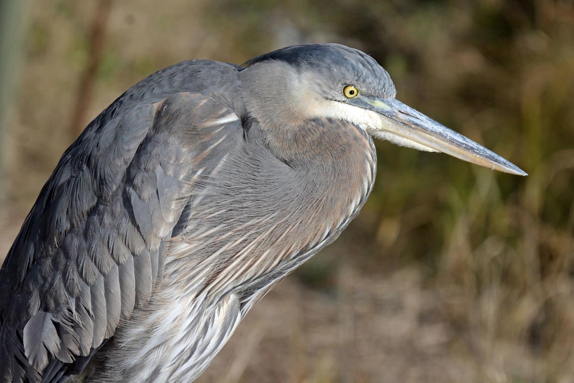 Bird In Everything Florida Birds Photos