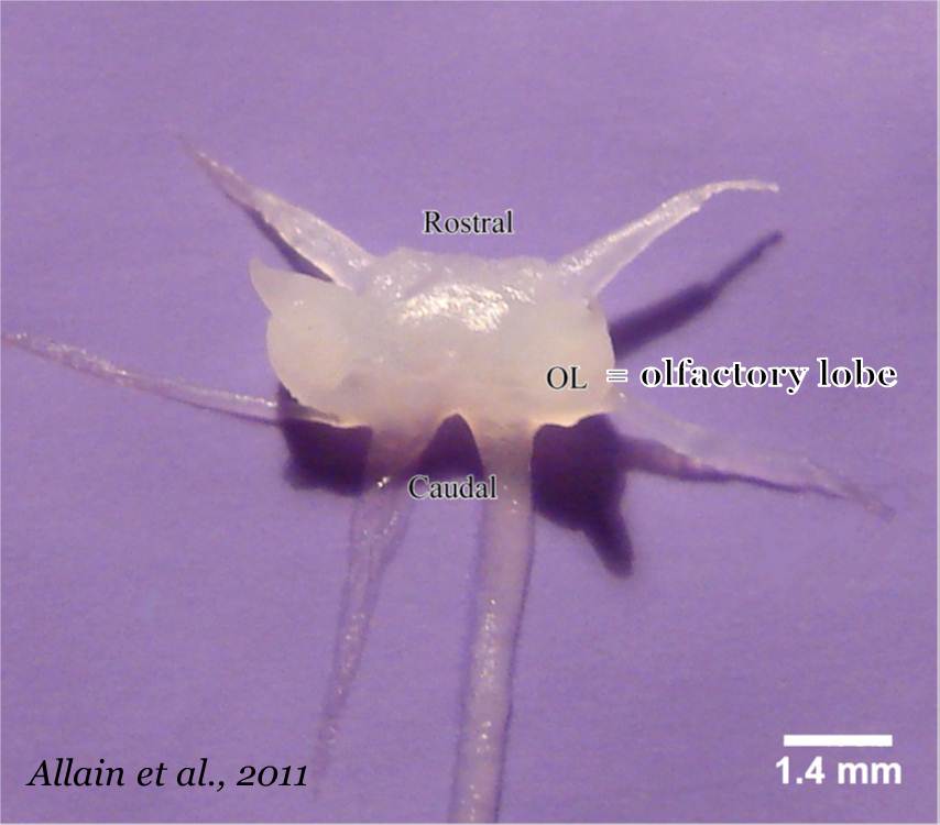Snow Crab Love Aging crabs