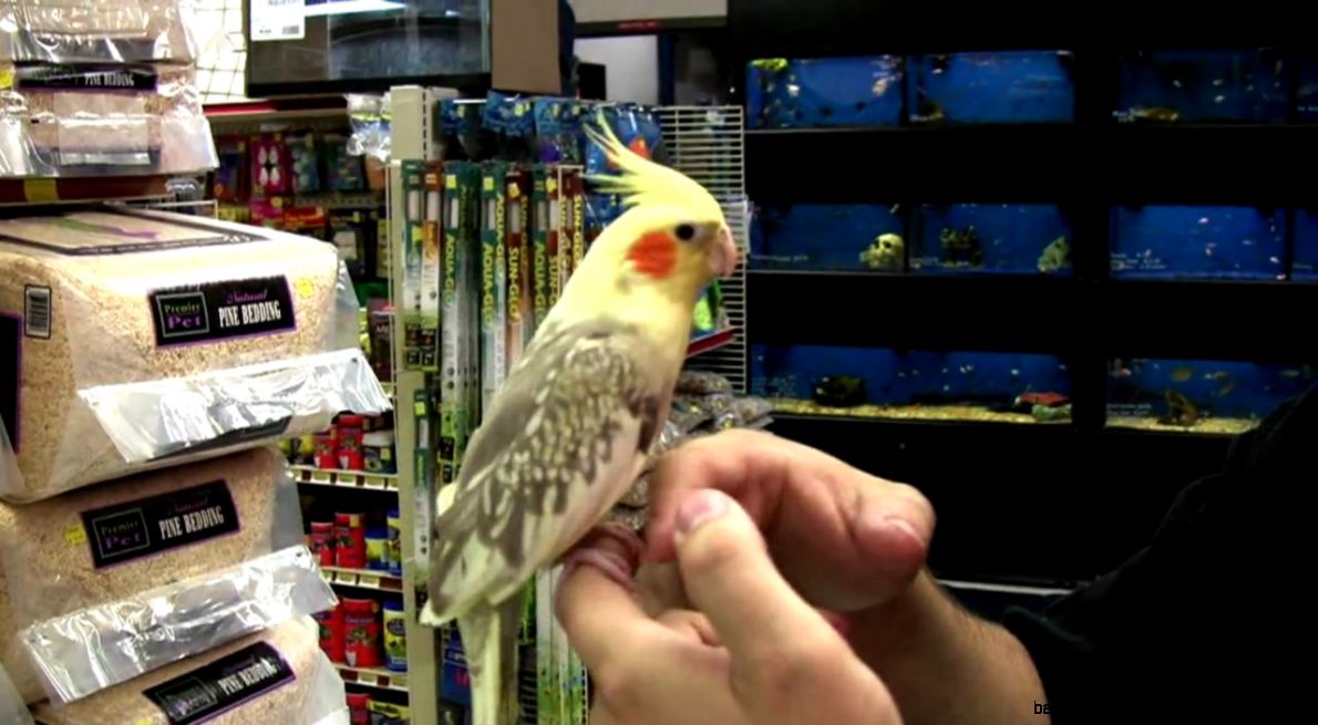 Pet Birds How to Buy a Cockatiel YouTube Pet Birds How to Buy a Cockatiel YouTube