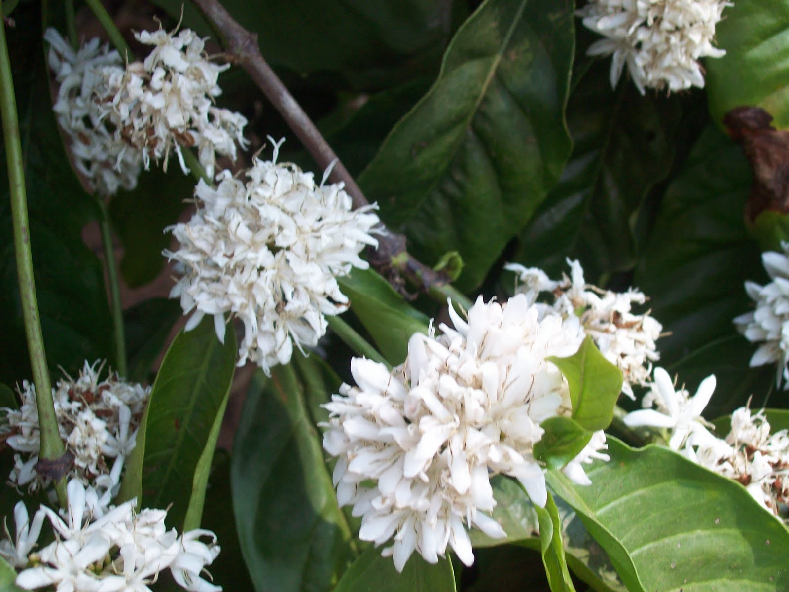 gardentropics Today's Flowers Blooming Coffee
