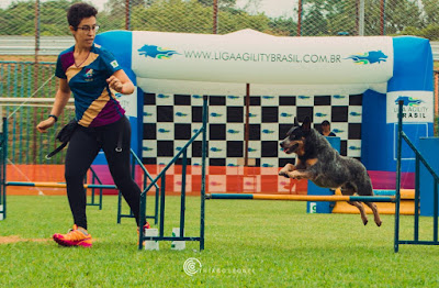 AgilityDF - Escola de agility em brasília