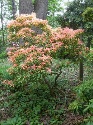 Pieris Bonfire Perfect For Plants