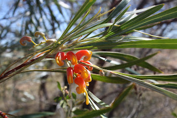 The new (to us) grevillia