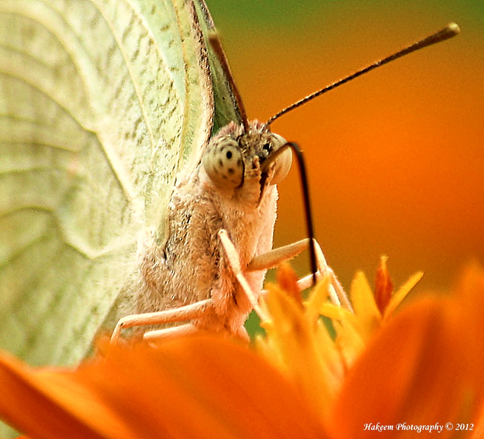 Hakeem Photography Butterfly drinking nectar