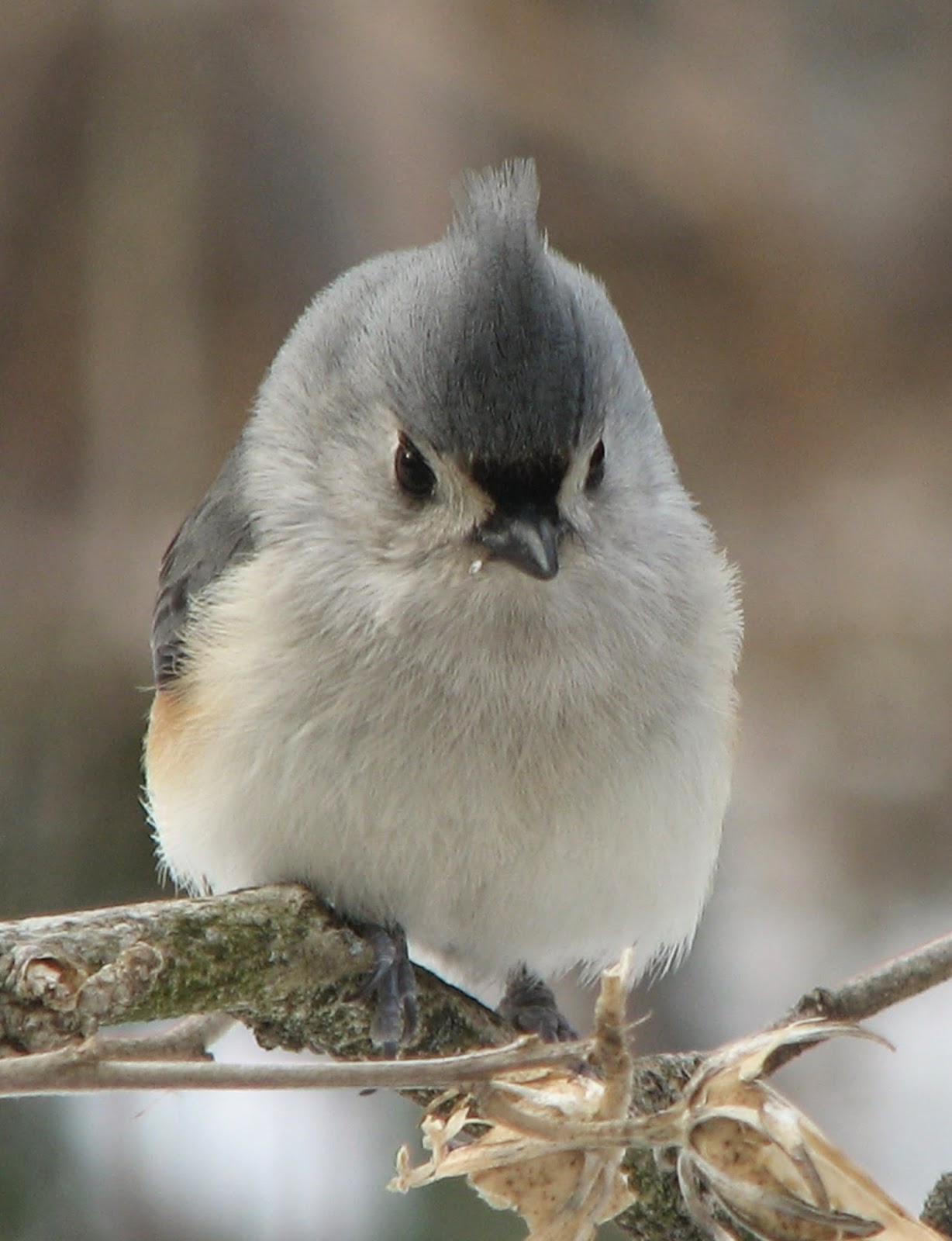 South Burlington birds Tufted Titmouse photos South Burlington