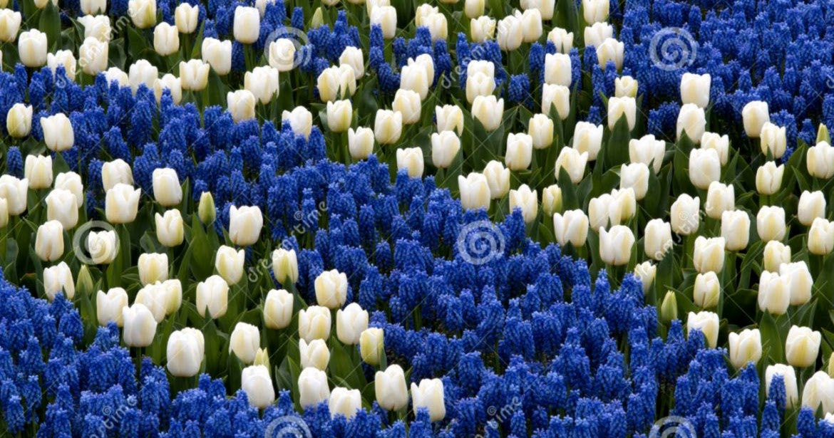 Blue And White Tulips | Wallpapers Gallery
