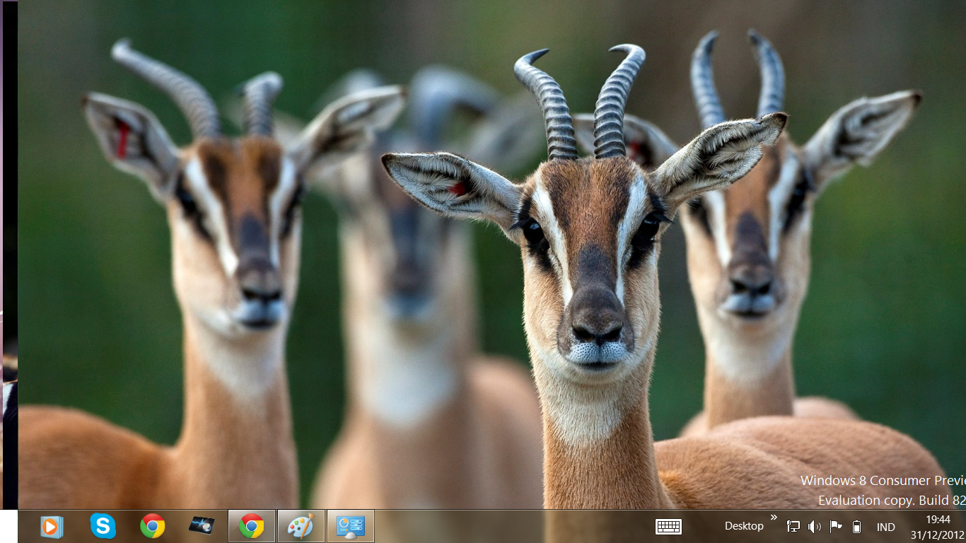 Free Download Windows 8 Themes: African Wildlife theme