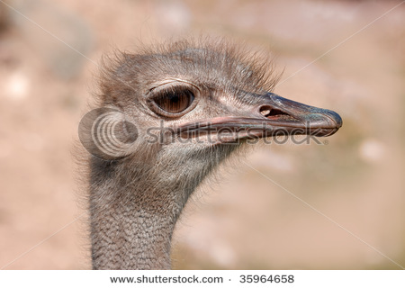 Funny ostrich photos |Funny Animal