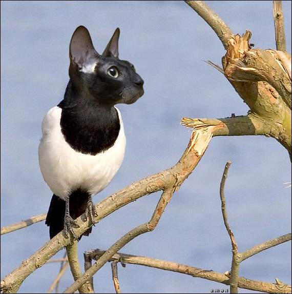 SALHAN Official Blog Mixed Animals