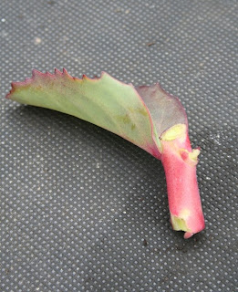 How to – propagate Sedums.