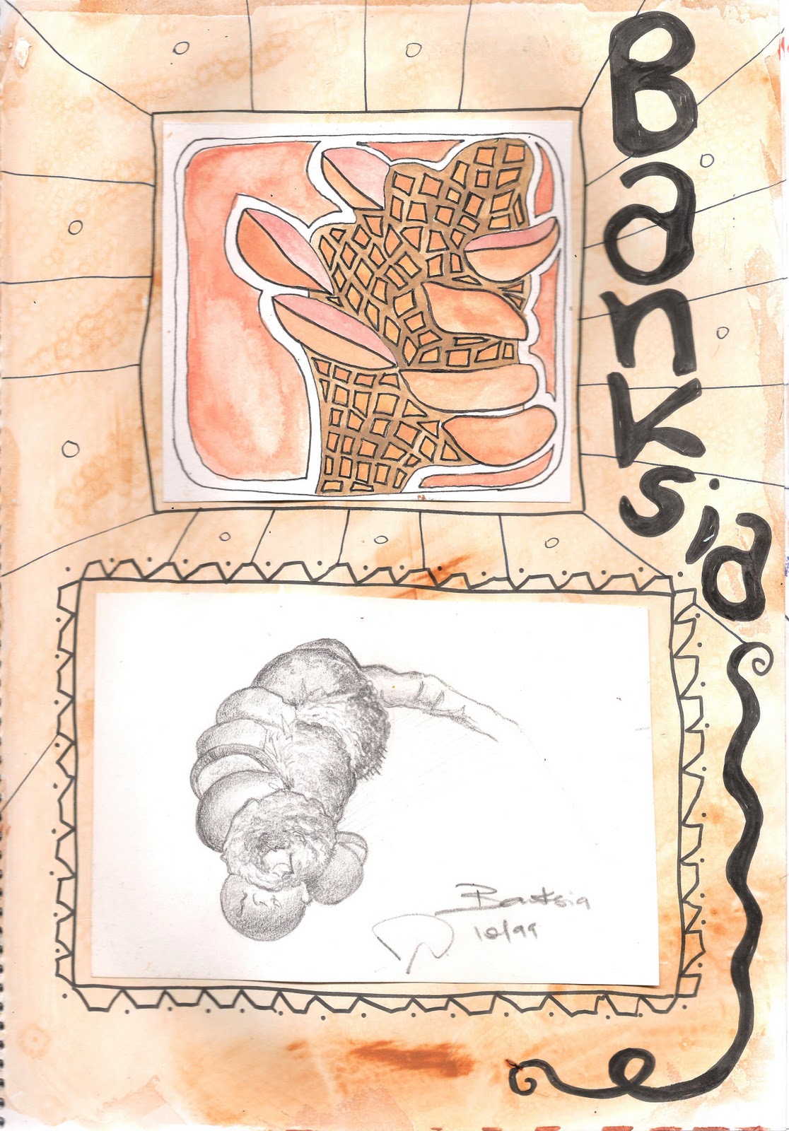 banksia drawing