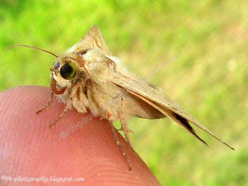 Corn Earworm Moth Nature, Cultural, and Travel Photography Blog