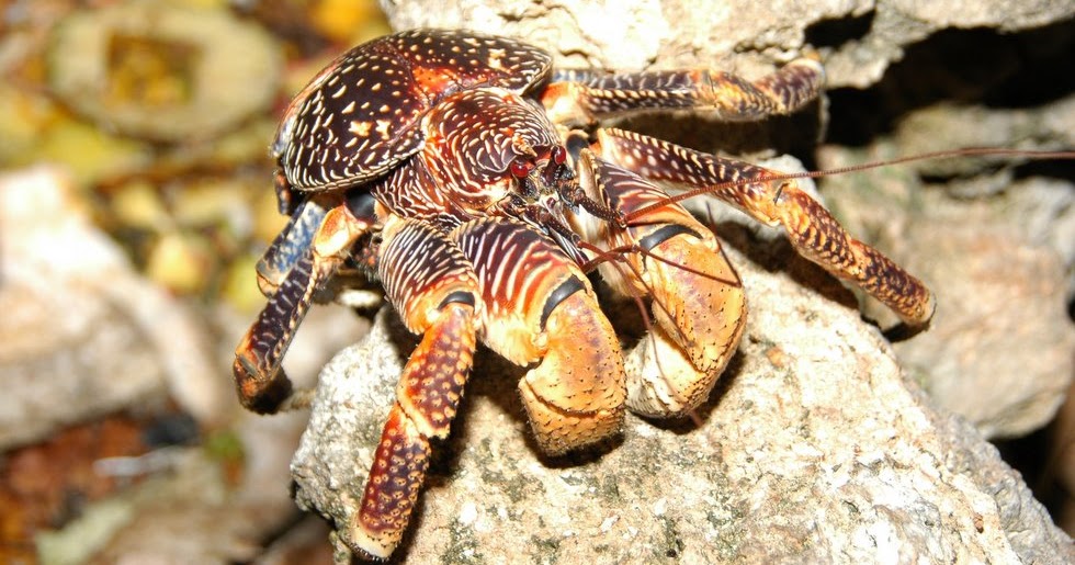 Coconut crab