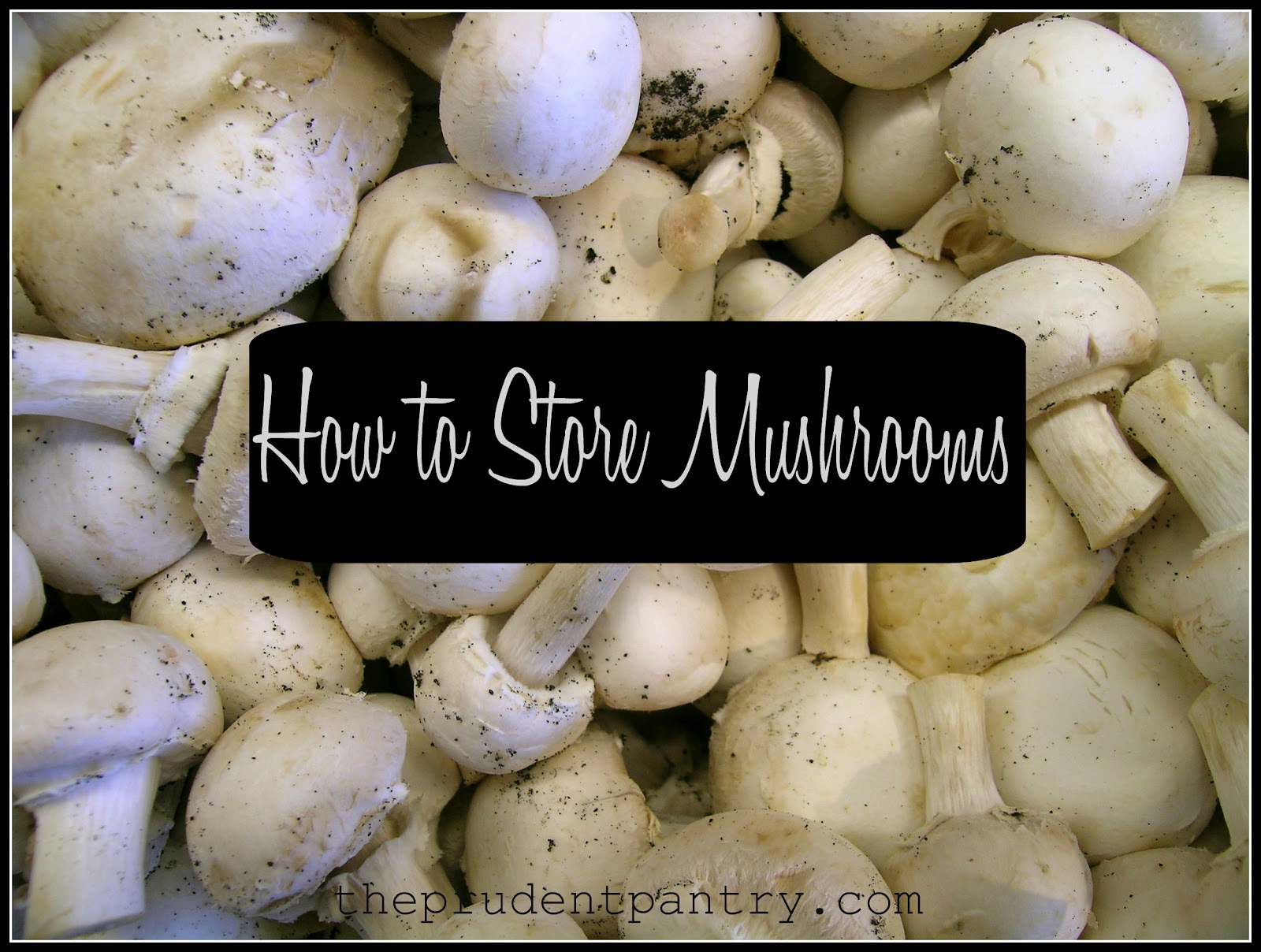 The Prudent Pantry How to Store Mushrooms
