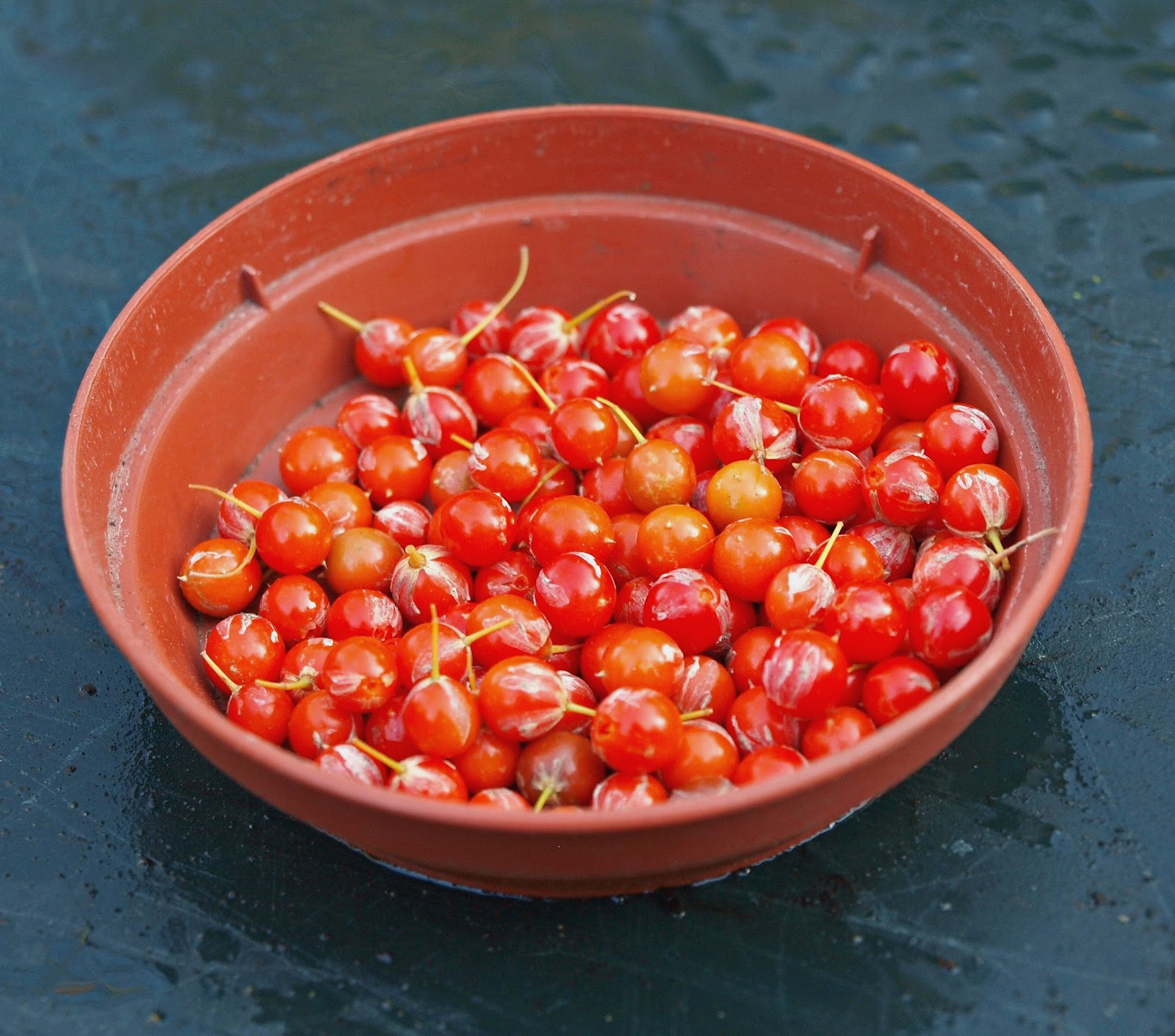 Mark's Veg Plot Sowing Asparagus seeds