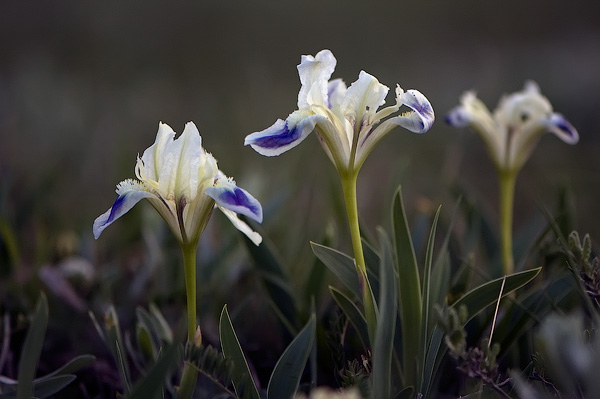 Ирис (Касатик) карликовый – Iris pumila L. s. I. (Iris taurica Lodd.) 