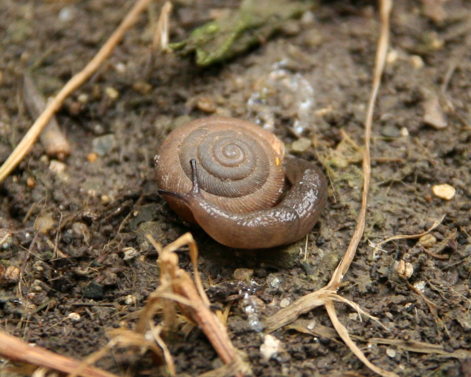Wednesdays with Will and Katie Snails and Rolly Polly Bugs