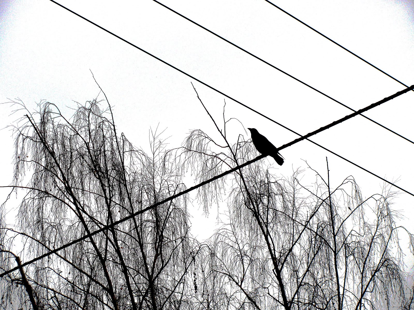 Crow on the Wire
