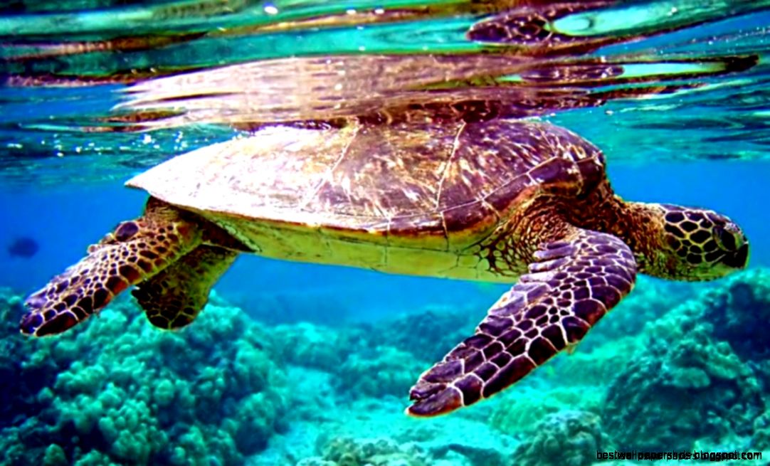 Collection of live wallpaper free on Collection of live wallpaper free on